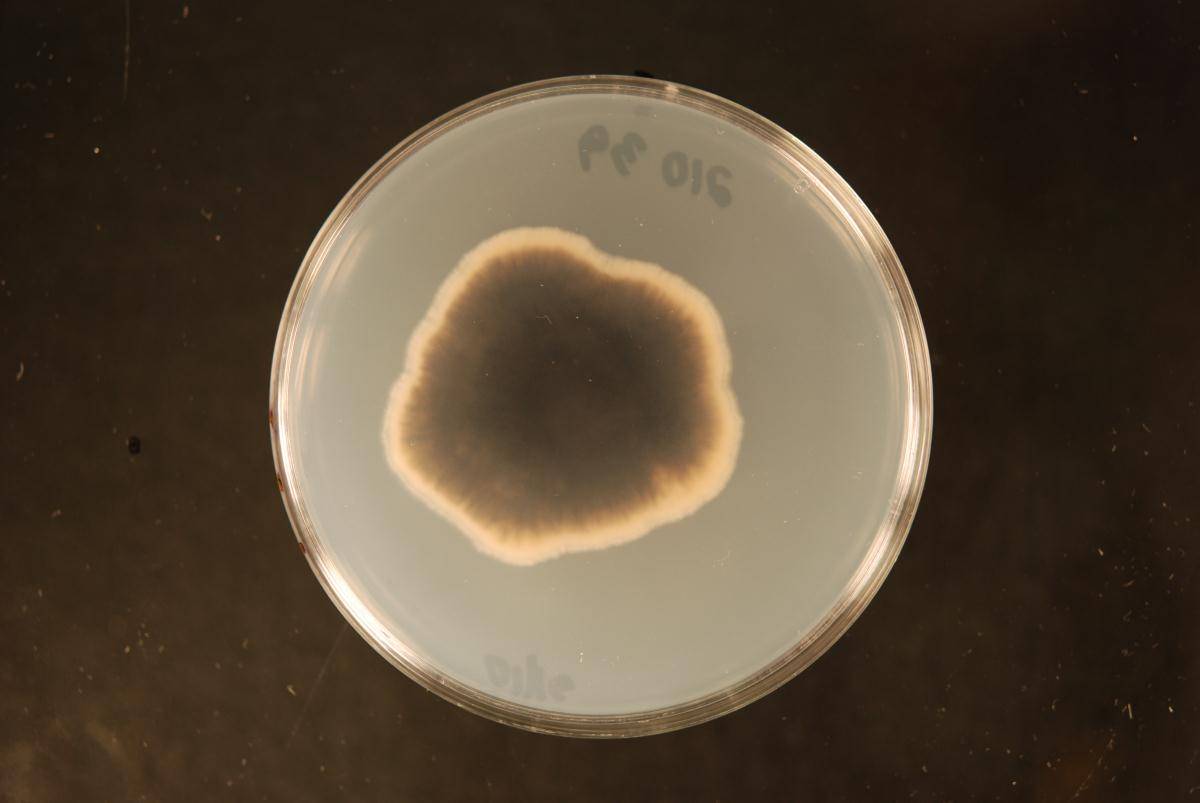 Boeremia exigua image