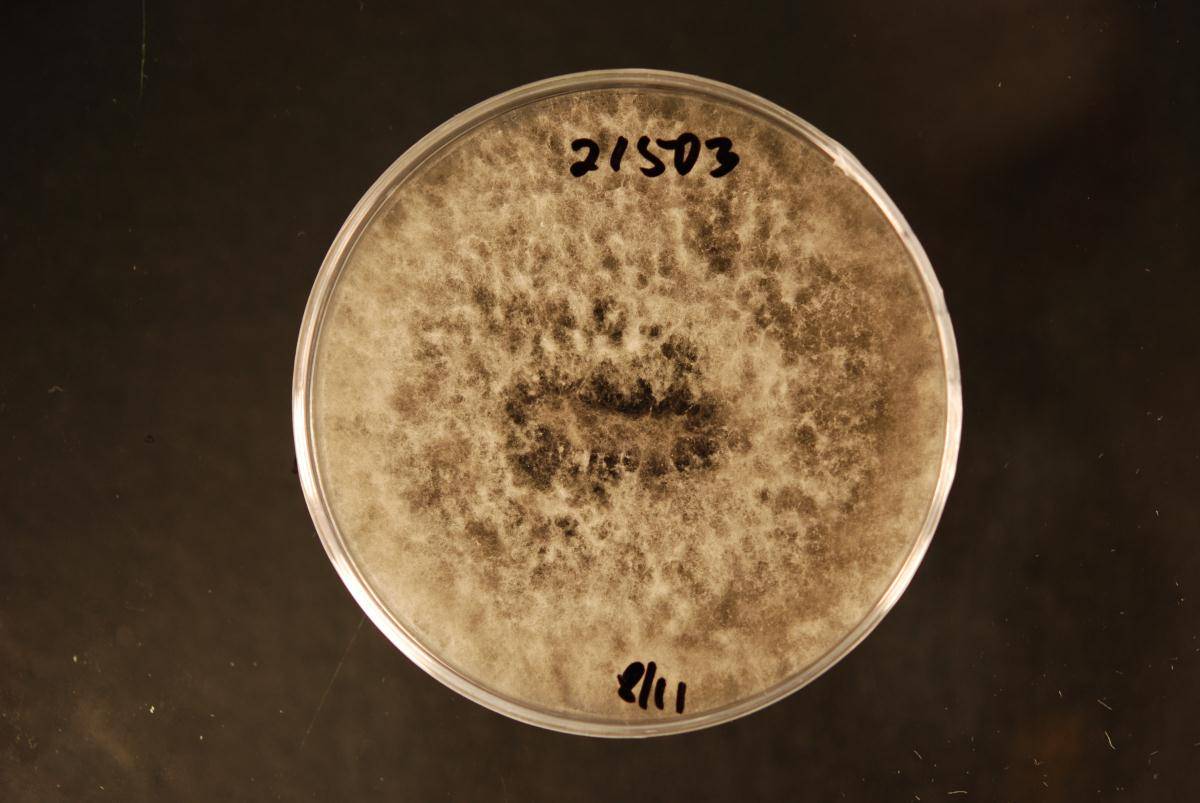 Diplodia seriata image