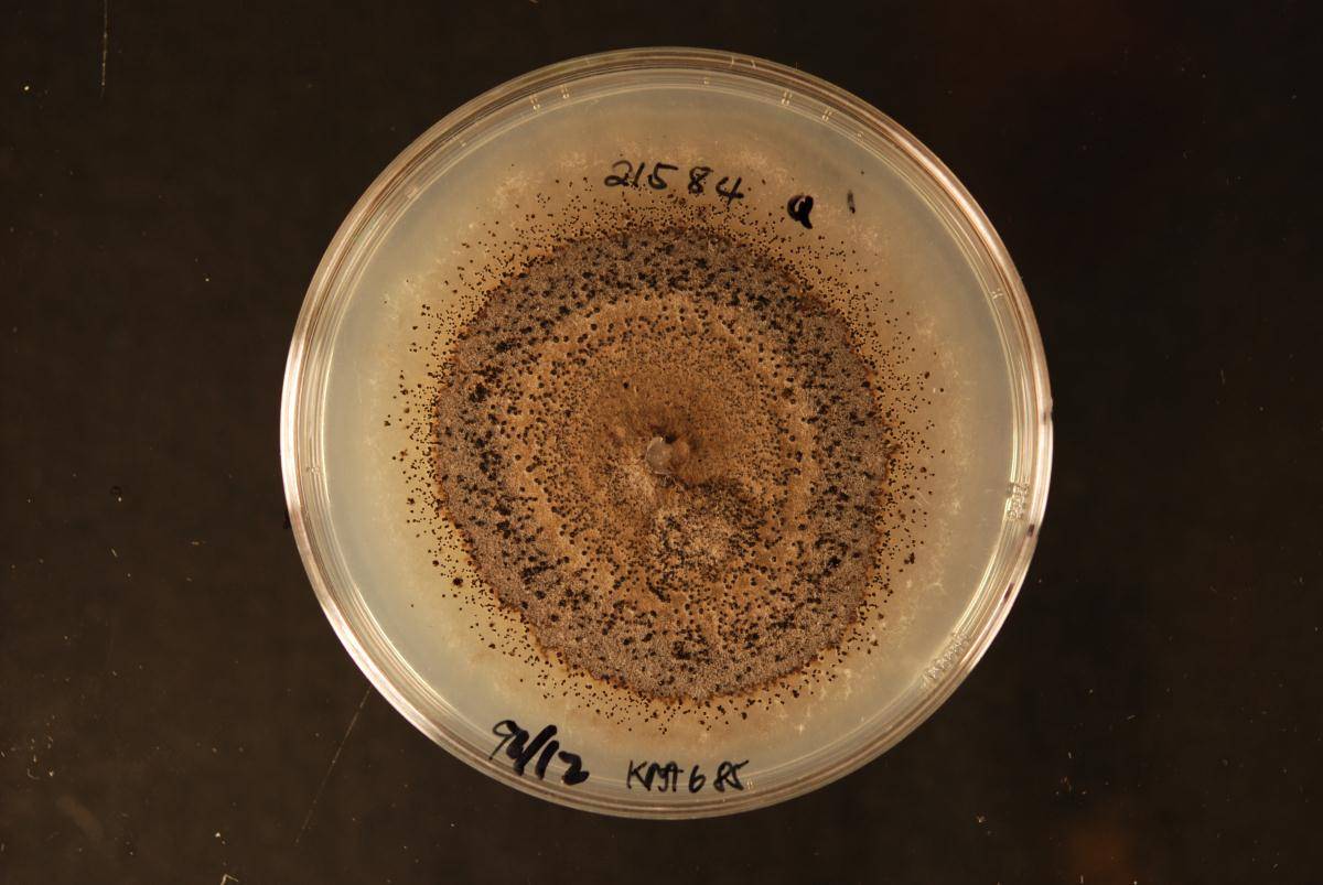 Didymella poaceicola image