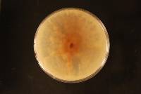 Cytospora unilocularis image