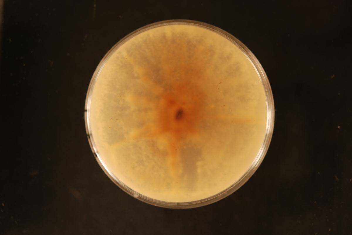 Cytospora unilocularis image