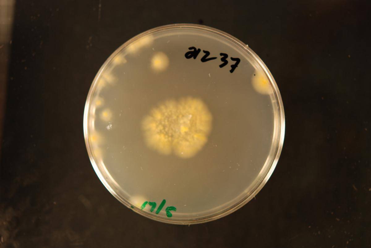 Dacrymyces stenosporus image