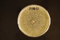 Trichoderma fertile image