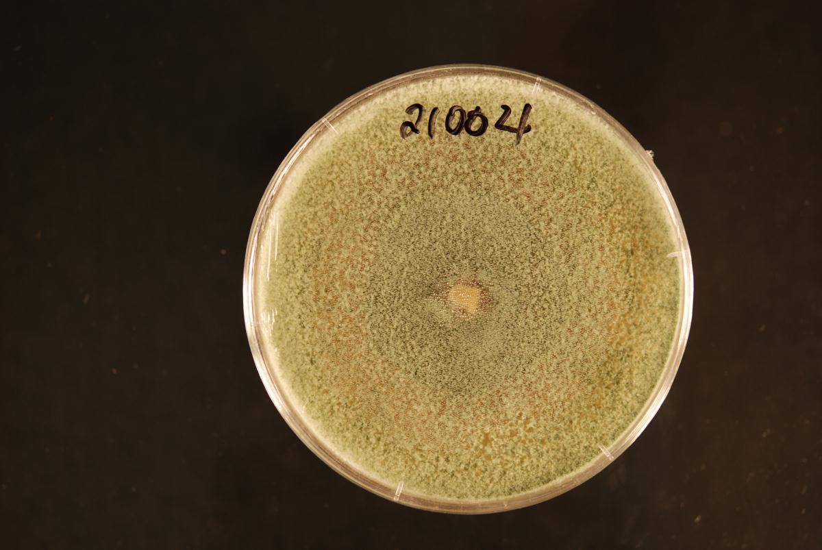 Trichoderma fertile image