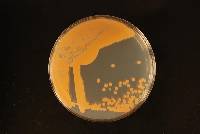 Cryptococcus cisti-albidi image