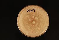 Trichoderma koningii image