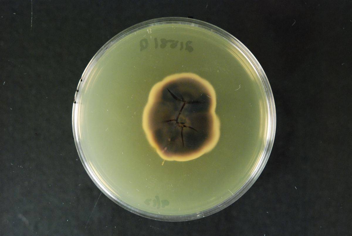 Magnicamarosporium diospyricola image