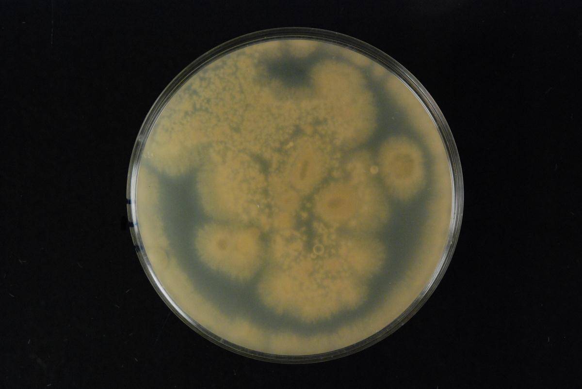 Haematonectria haematococca image