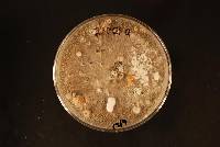 Paraphaeosphaeria graminicola image