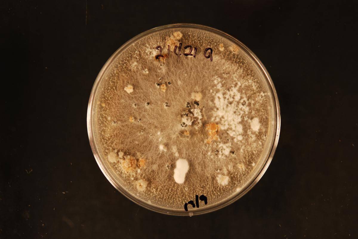 Paraphaeosphaeria graminicola image