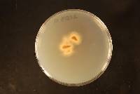 Haematonectria haematococca image
