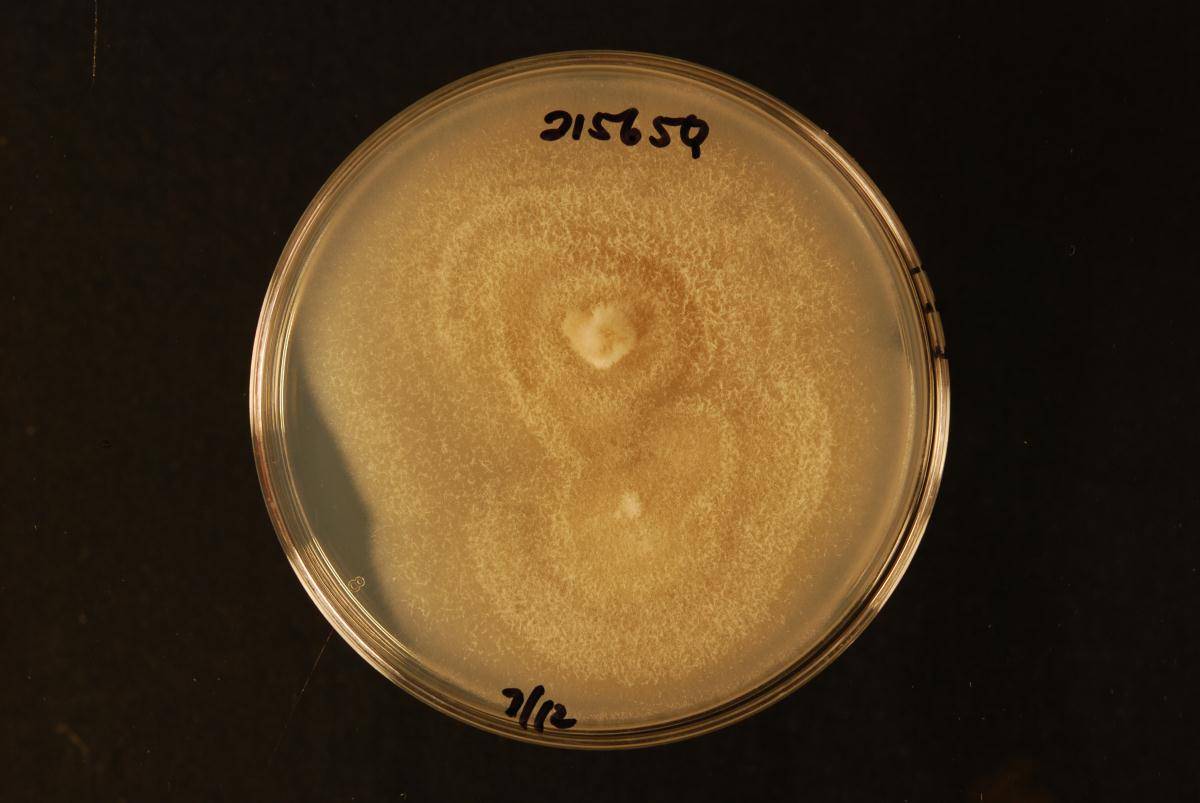 Spegazzinia neosundara image