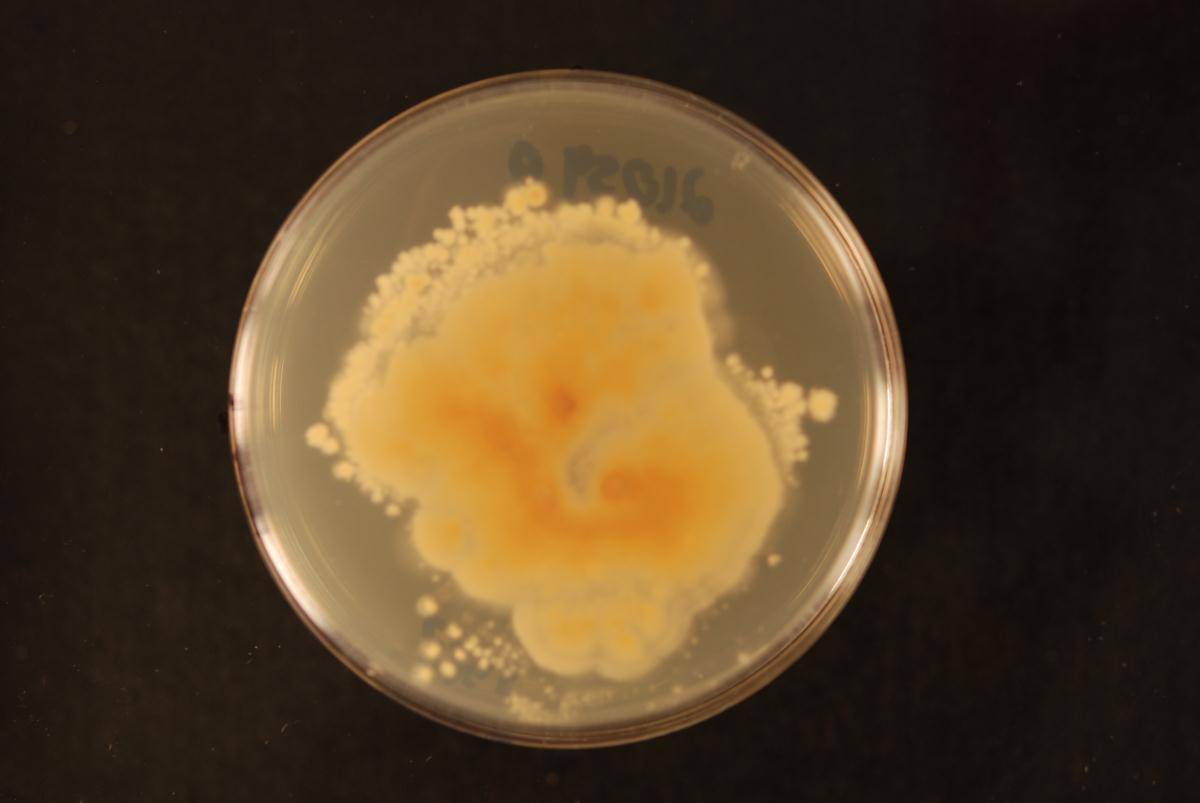 Tilletiopsis image