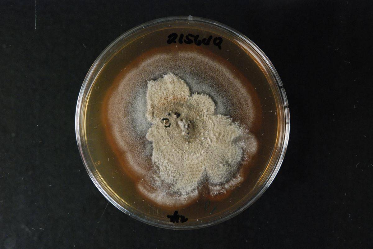 Neokalmusia thailandica image