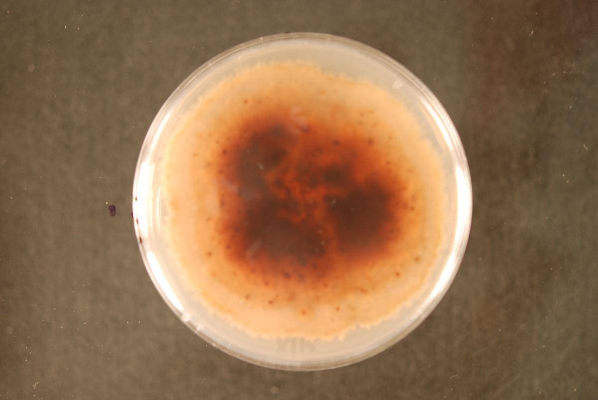 Septoria coprosmae image