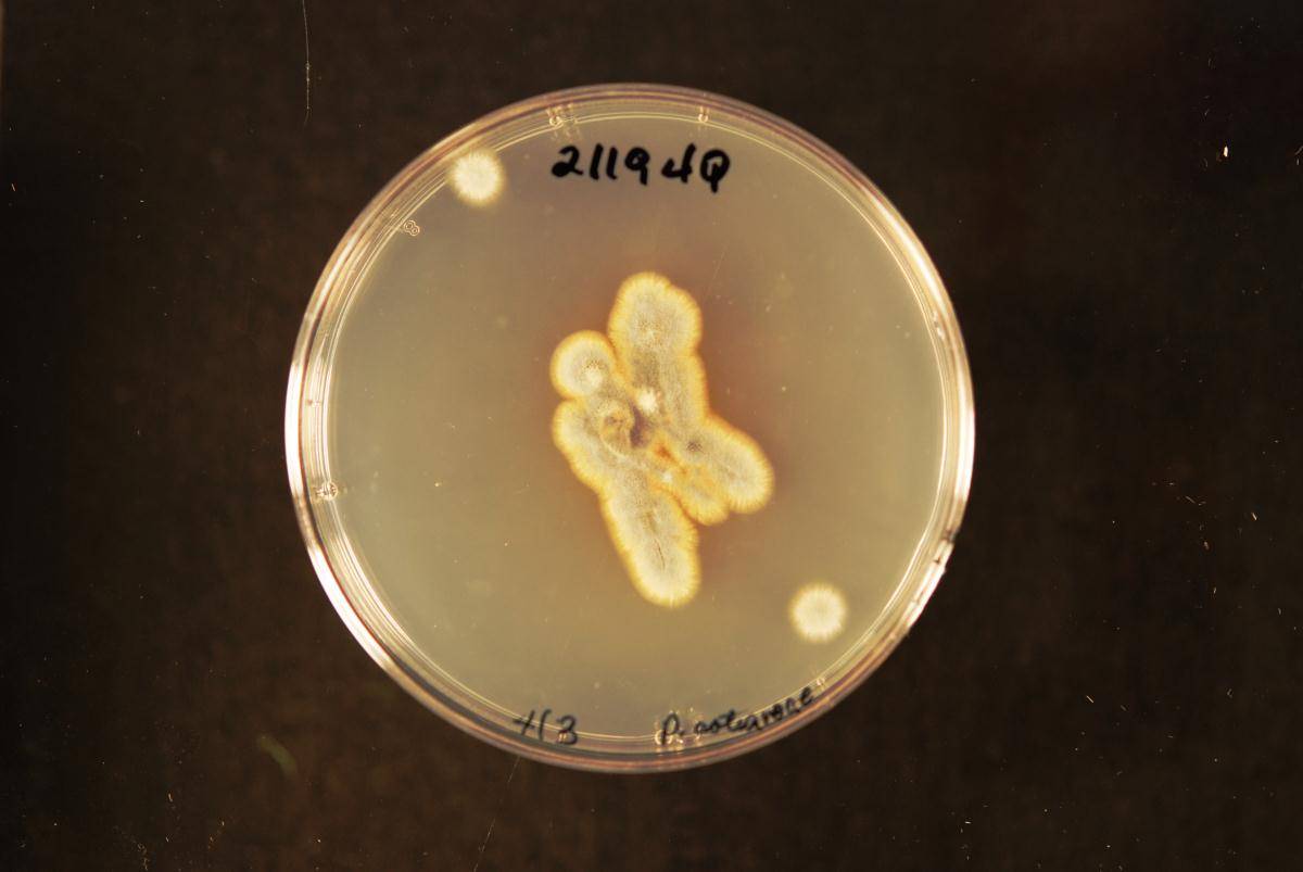 Penicillium aotearoae image