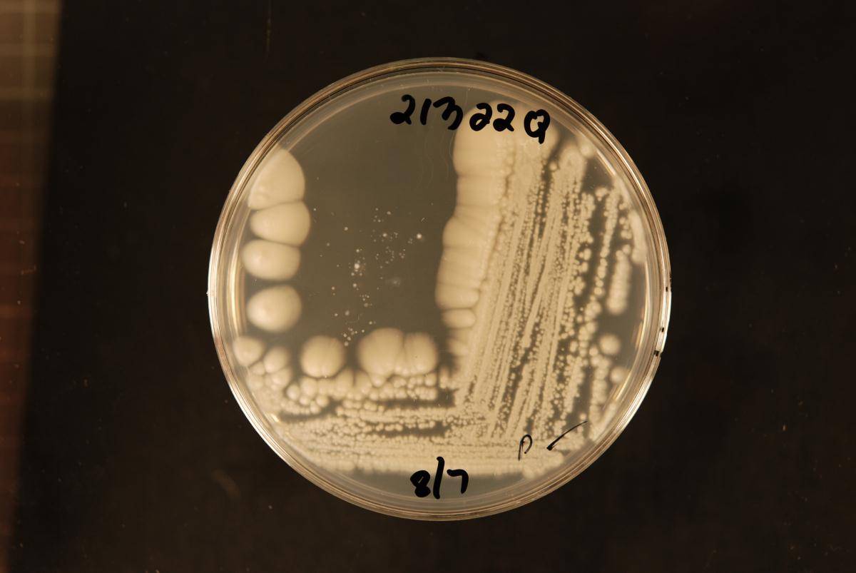 Candida panamericana image