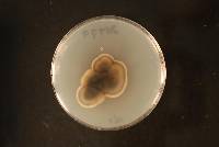 Hermatomyces tectonae image