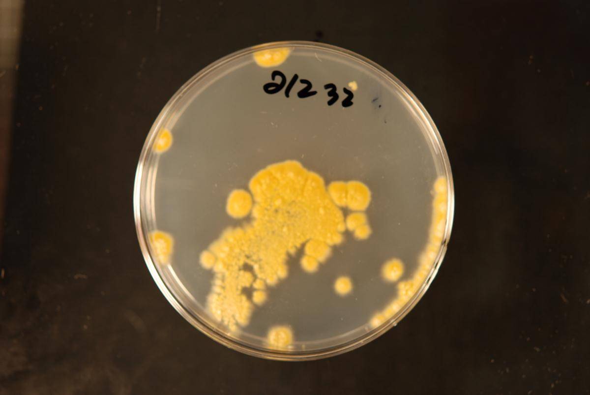 Dacrymyces intermedius image