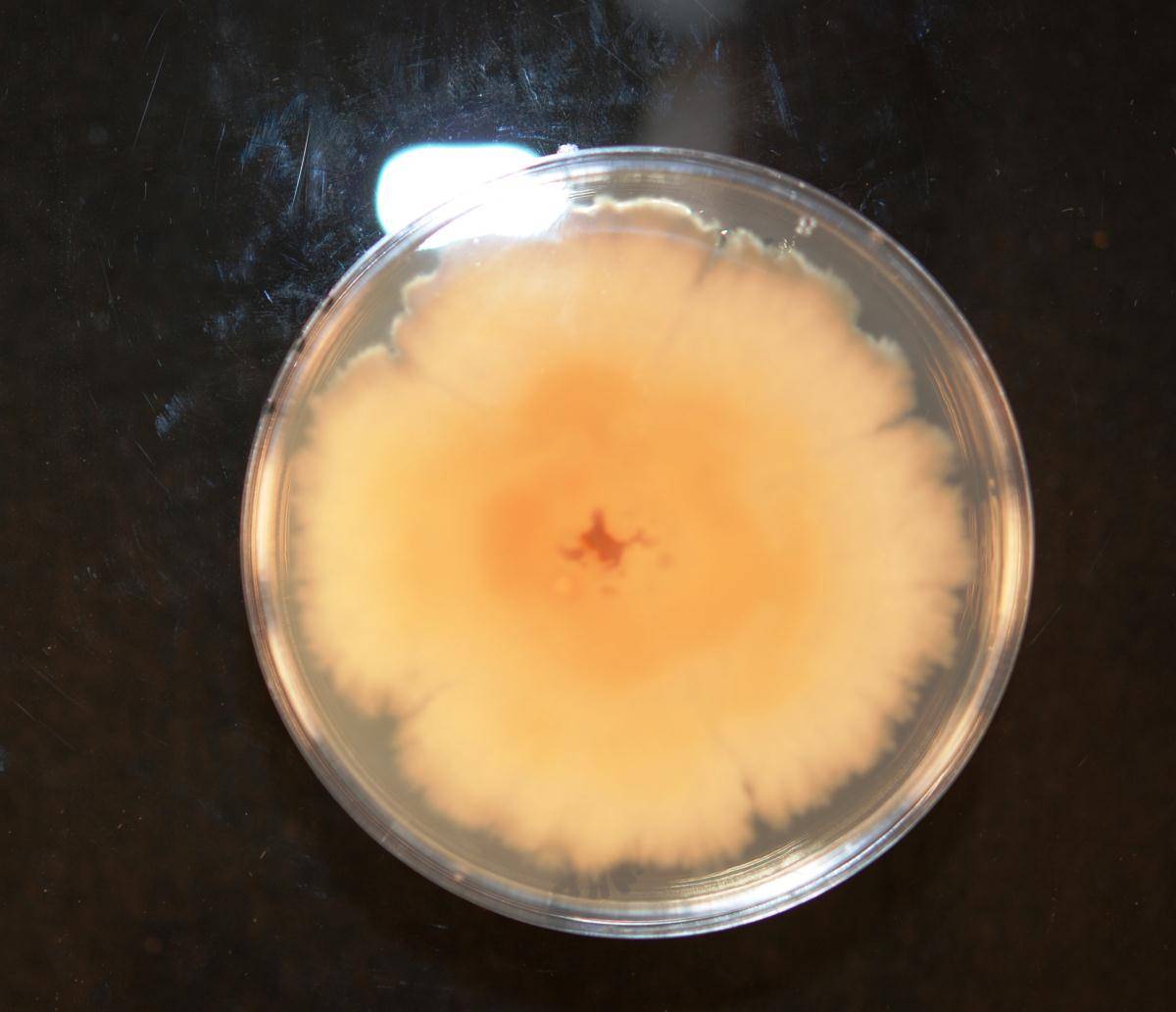 Pestalotiopsis disseminata image