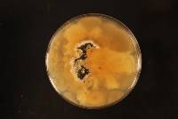 Penicillium diabolicalicense image