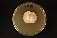Psilocybe weraroa image