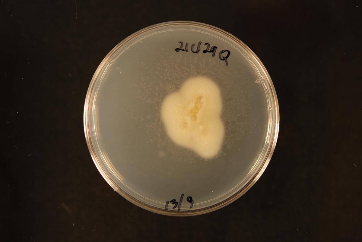 Periconia cortaderiae image