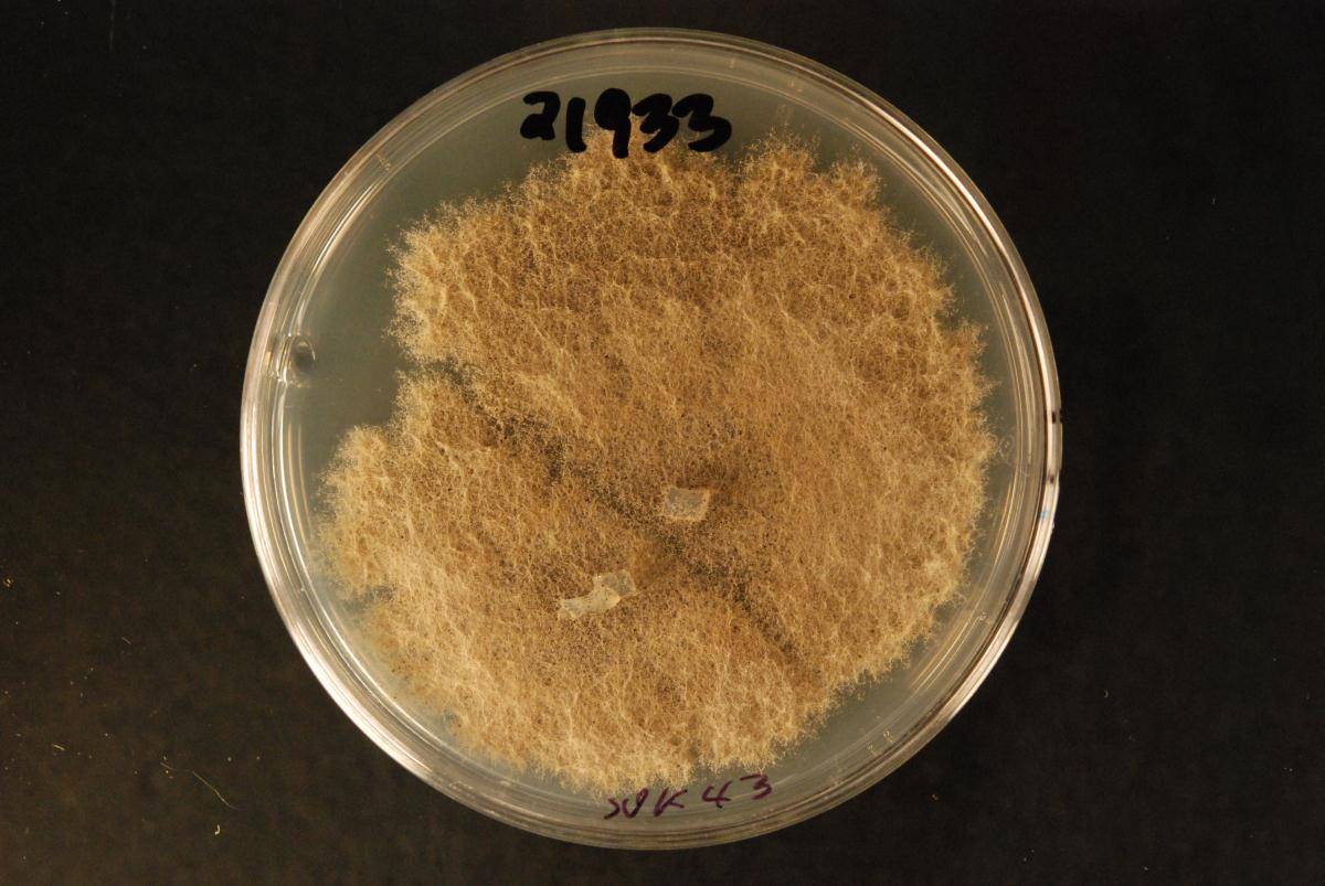 Coniella hibisci image