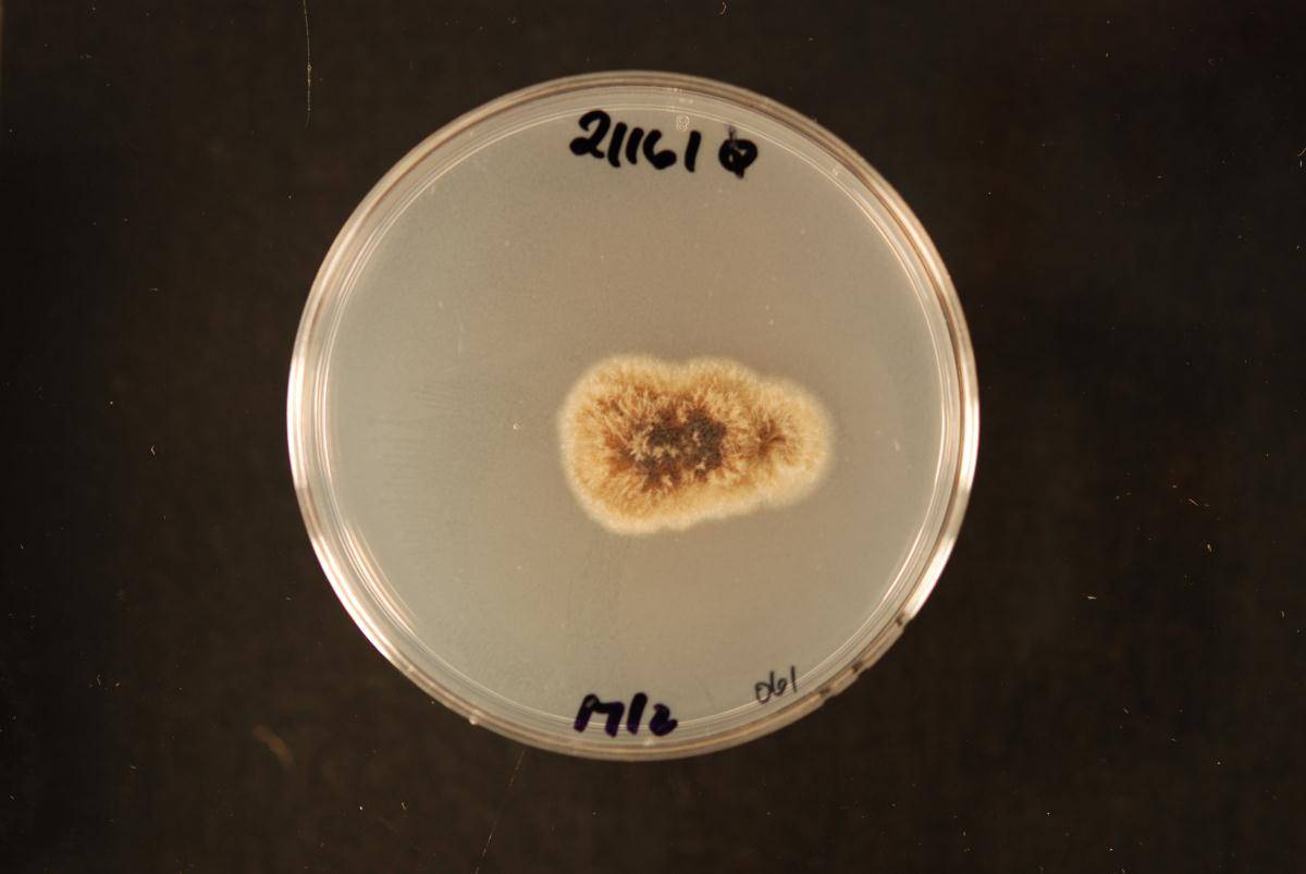 Boerlagiomyces macrosporus image