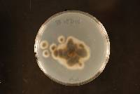 Neokalmusia arundinis image