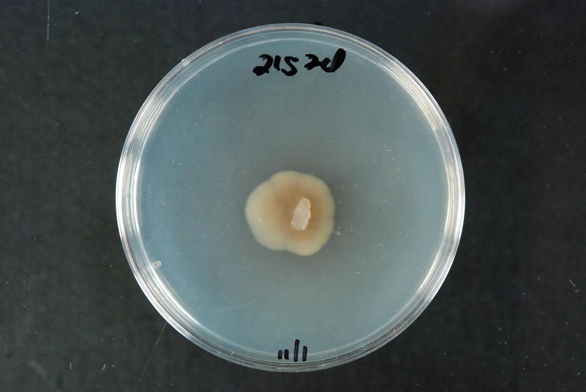 Fusarium sporotrichioides image