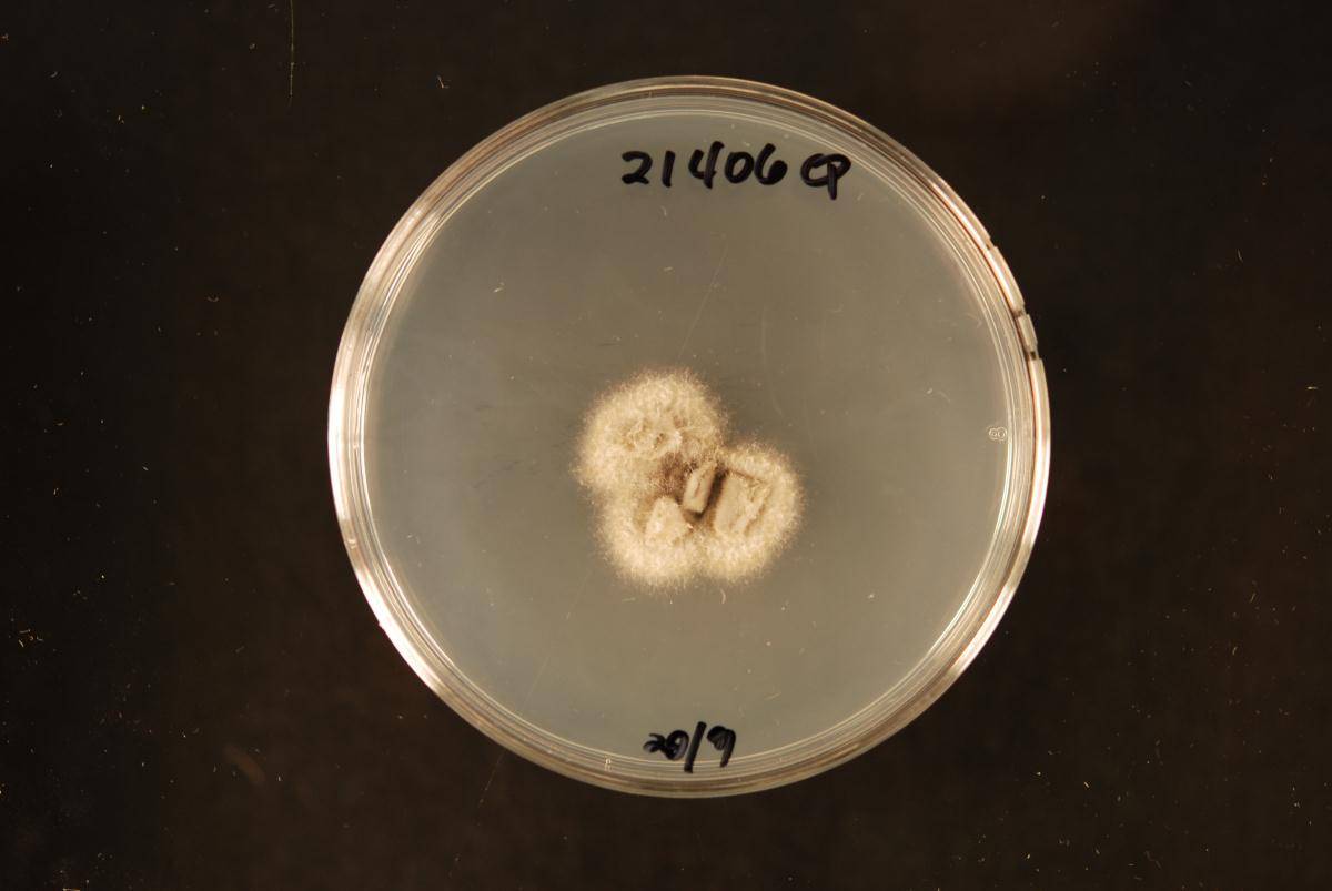Roussoella scabrispora image
