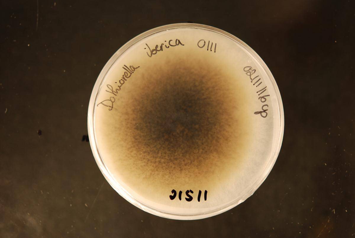 Dothiorella iberica image