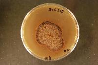 Fusarium sporotrichioides image