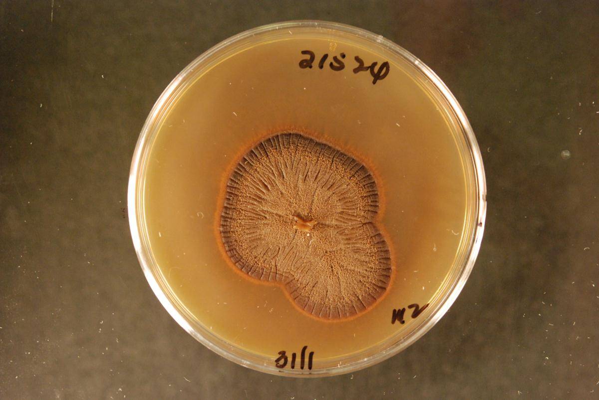 Fusarium sporotrichioides image