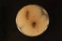 Fusarium oxysporum image