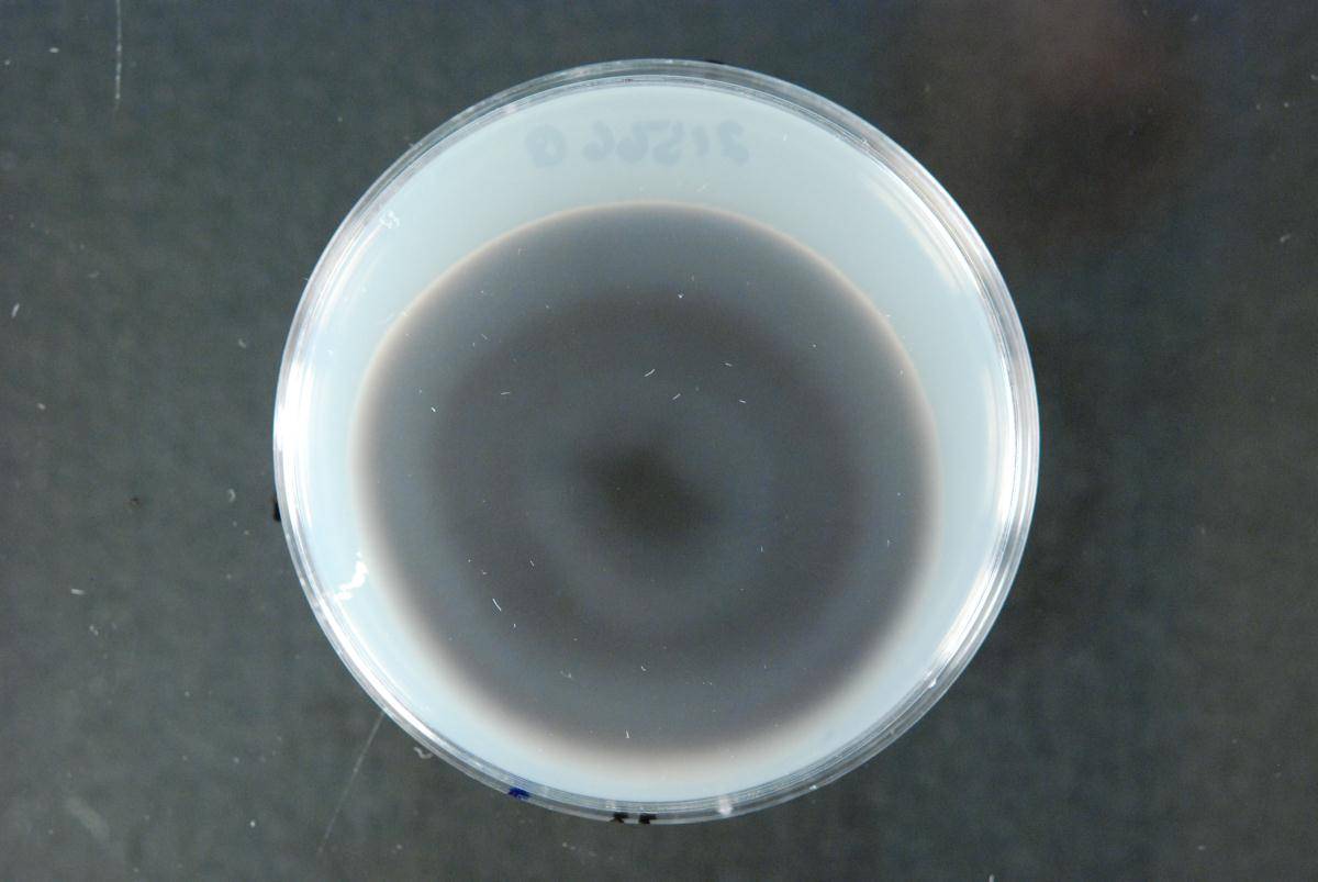 Ellisembia image