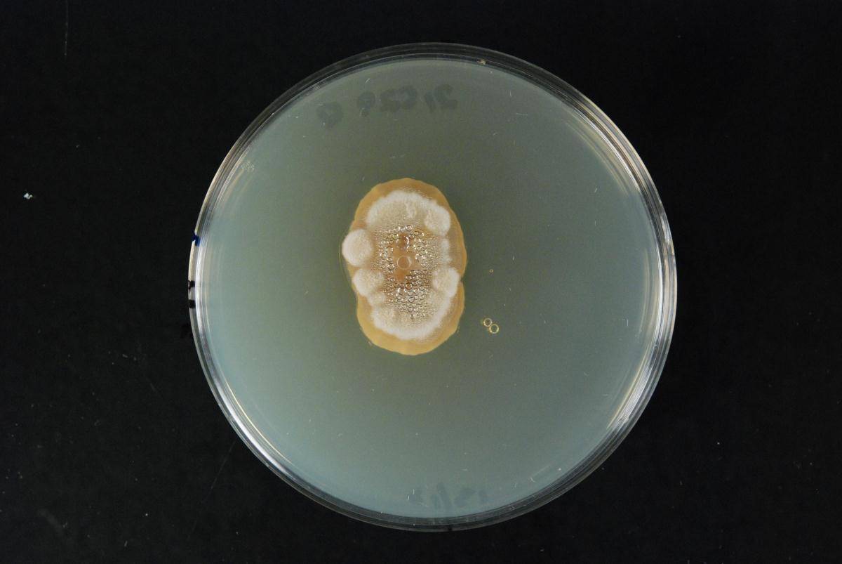 Potebniamyces image