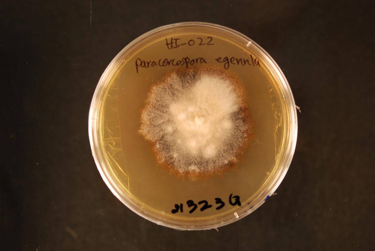 Pseudocercospora egenula image