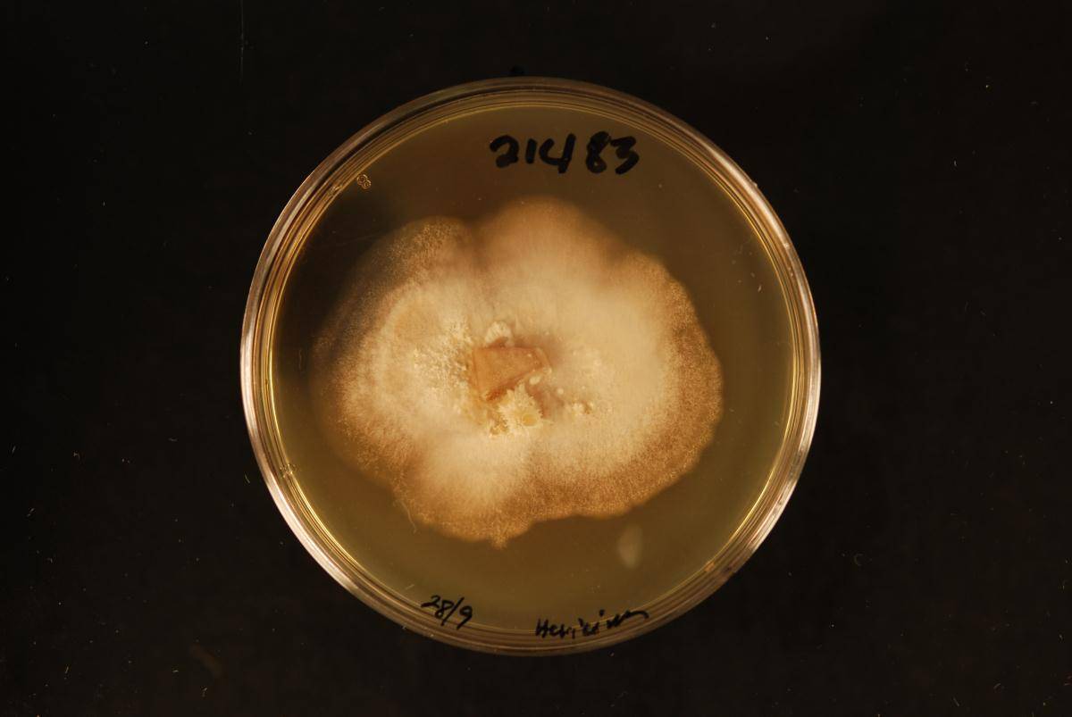 Hericium novae-zealandiae image