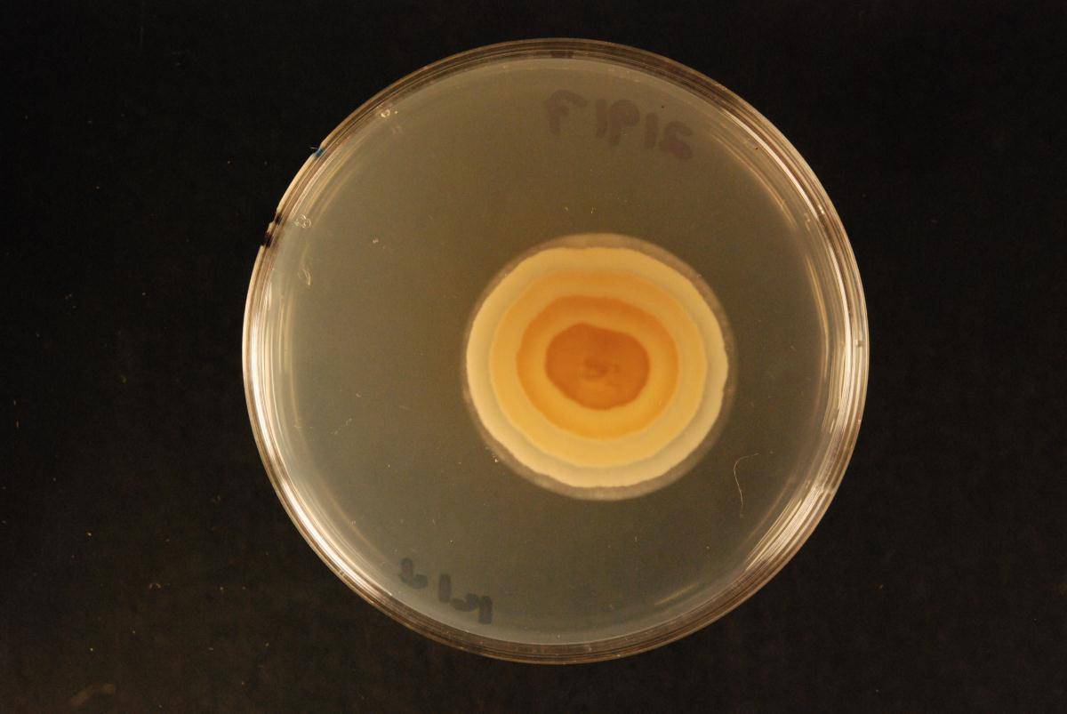 Myrothecium roridum image