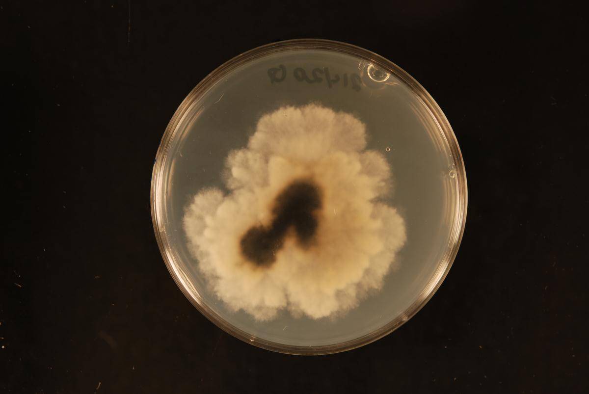 Phaeobotryon image