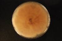 Haematonectria haematococca image
