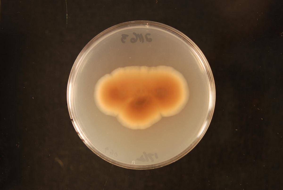 Stachybotrys renisporus image