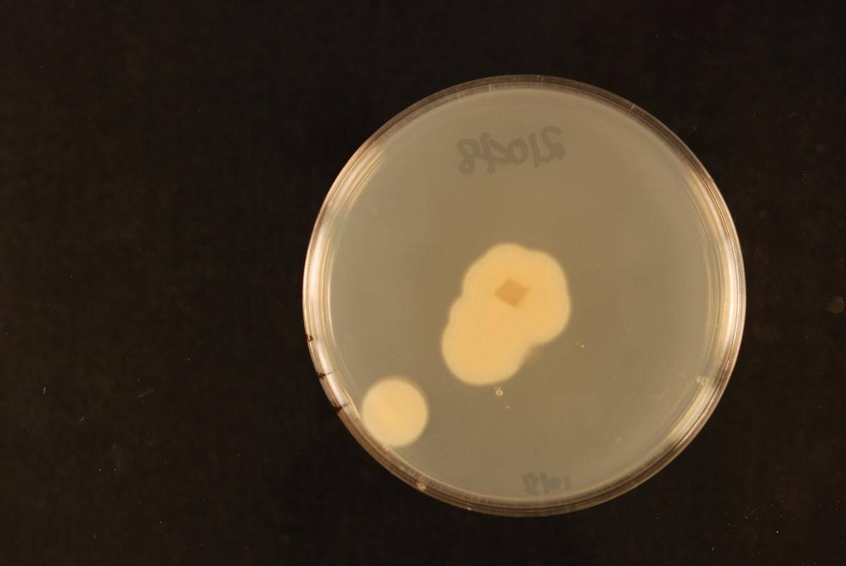 Pseudozyma image