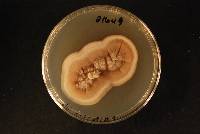 Phaeoacremonium griseo-olivaceum image
