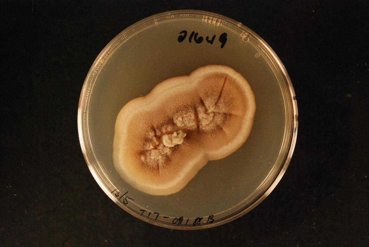 Phaeoacremonium griseo-olivaceum image