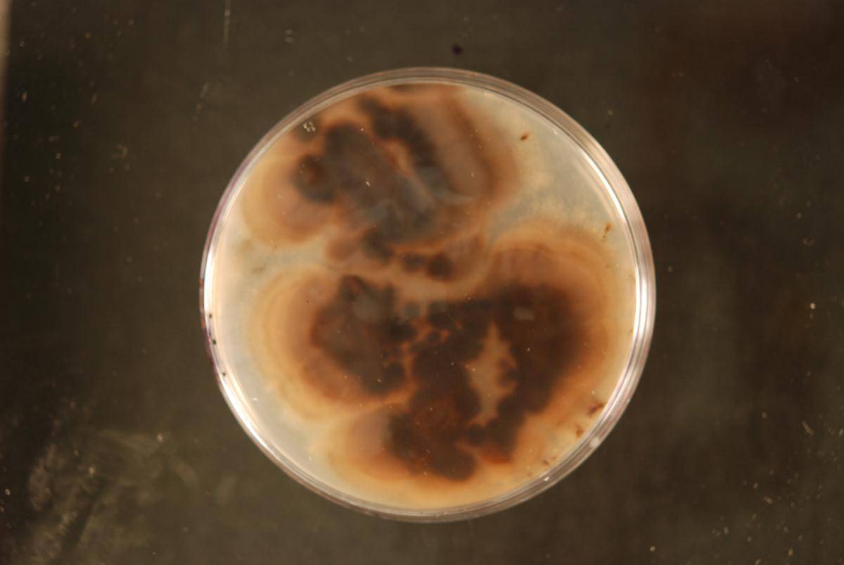Hermatomyces tectonae image