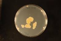 Dacrymyces subantarcticensis image