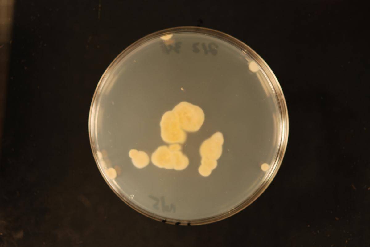 Dacrymyces subantarcticensis image